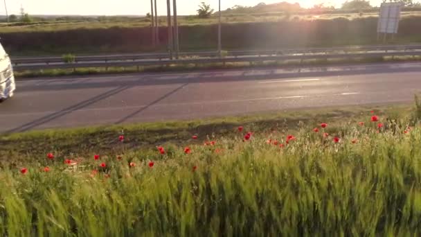 Czerwone maki rosną wzdłuż drogi, ciężarówka przejeżdża wzdłuż drogi. Droga obok kwitnących maków o zachodzie słońca — Wideo stockowe