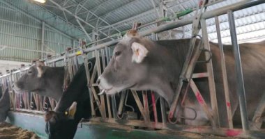 Güzel inekler yaklaşıyor. Braunschwitz inekleri çiftlikte yakın plan çekimde. İnek saman yiyor. Güzel temiz inekler