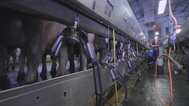 Udstyr til malkning af køer. Køer på en mælkeproduktionsbedrift. Moderne gård. Moderne mælkeproduktionsbedrift. – Stock-video