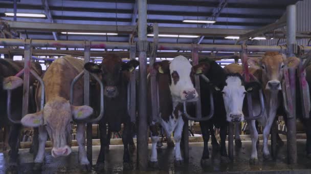 O processo de ordenha de vacas em uma fazenda leiteira. Ordenha automática de vacas. Ordenha automatizada de vacas em uma fazenda — Vídeo de Stock