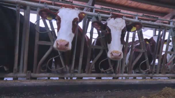 Verschillende koeien staan in een koeienstal. Koeien in een koeienstal. Brunschwitz koeien in koeienstal — Stockvideo
