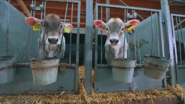 Jolis petits veaux dans une ferme laitière. Veau de vache Braunschwitz. Élevage des veaux. — Video