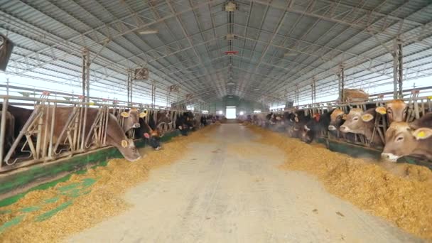 Groot melkveebedrijf. Veel koeien op de boerderij. Een kudde koeien. Koeien eten hooi in de schuur — Stockvideo