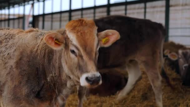 Koe op de boerderij. Mooie koe op de boerderij. — Stockvideo