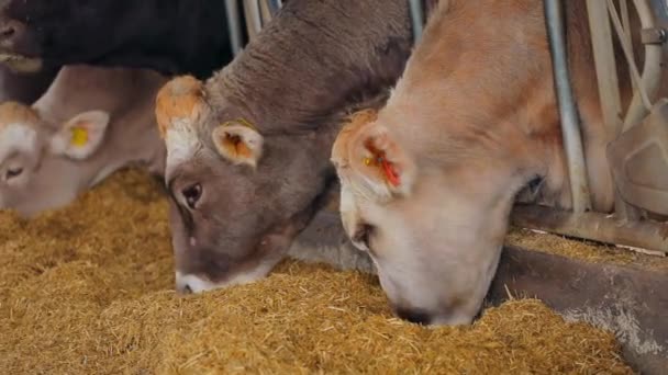 Οι αγελάδες Μπράουντσβιτς τρώνε σανό. Οι αγελάδες τρώνε σανό στον αχυρώνα. Πολλές αγελάδες τρώνε σανό. — Αρχείο Βίντεο