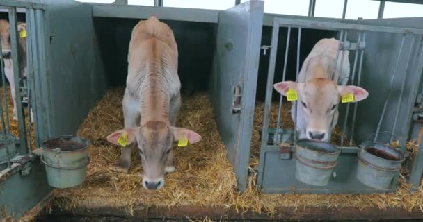 Jolis petits veaux dans une ferme laitière. Veau de vache Braunschwitz. Élevage des veaux. — Video