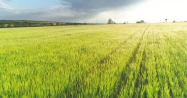 Günbatımı manzaralı yeşil buğday tarlası. Geniş buğday tarlası manzarası