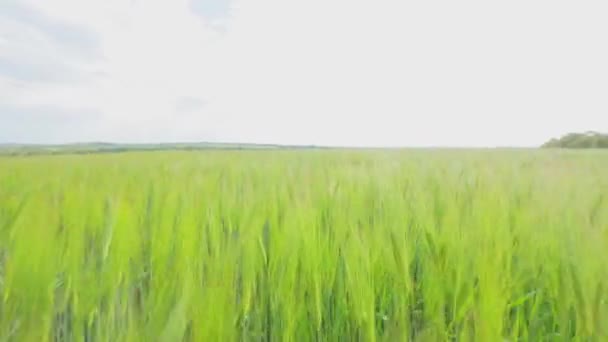 Young green wheat field. The camera goes through spikelets of young wheat — Stock Video