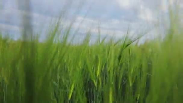 Genç yeşil buğday dalları yakın mesafede. Tarlada taze yeşil buğday. Buğday tarlası — Stok video