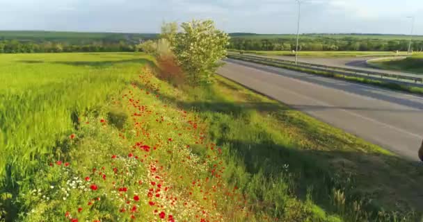 Las amapolas rojas crecen a lo largo del camino, un camión pasa a lo largo del camino. Camino junto a amapolas florecientes al atardecer — Vídeo de stock