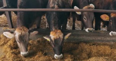 Kar yağarken Braunschwitz inekleri. Kışın inekler. İnekler karın altında durur