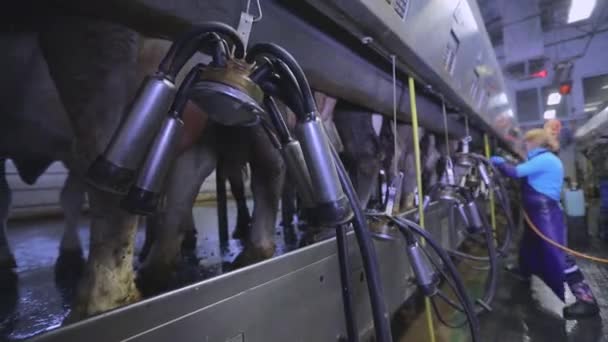 奶牛的自动挤奶.在工厂关门时挤奶。牛的乳房特写。奶牛挤奶设备 — 图库视频影像