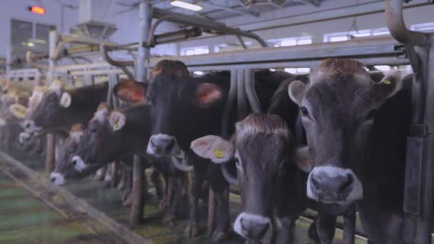 Het melken van koeien op een melkveebedrijf. Automatisch melken van koeien. Automatisch melken van koeien op een boerderij — Stockvideo