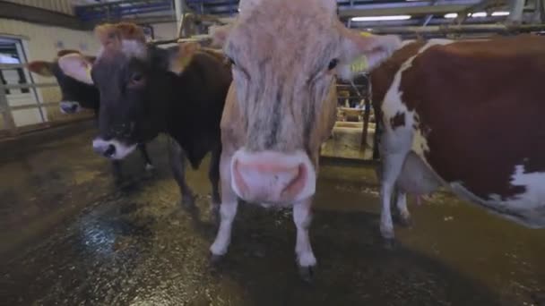 De koeien zijn in de schuur. Leuke koeien in de schuur. Braunschwitz koeien in een schuur — Stockvideo