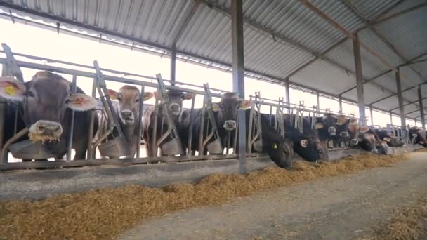 Muchas vacas en el granero. Muchas vacas Brunschwitz en el establo. Las vacas comen heno en el granero. Gran establo moderno con vacas Braunschwitz — Vídeo de stock