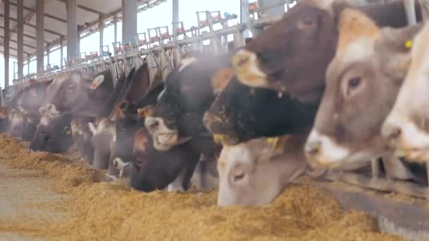 헛간에 소가 많아. 많은 브룬 슈비츠 소들 이 겁에 질려 있었죠. 소들은 헛간에서 건초를 먹는다. 브라운 슈비츠 젖소와 함께 있는 대규모 현대식 겁쟁이 — 비디오