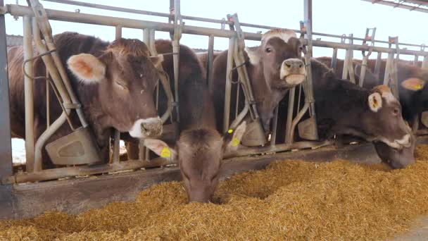 Πολλές αγελάδες Μπρούνσβιτζ στο στάβλο. Οι αγελάδες τρώνε σανό στον αχυρώνα. Πολλές αγελάδες στον αχυρώνα. Μεγάλο σύγχρονο στάβλο με αγελάδες Braunschwitz — Αρχείο Βίντεο