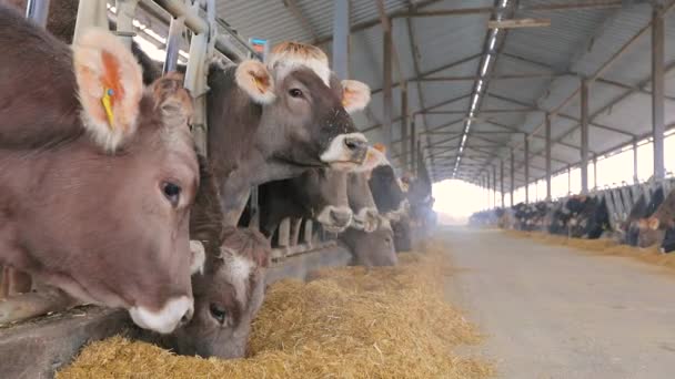 Οι αγελάδες τρώνε σανό στον αχυρώνα. Πολλές αγελάδες τρώνε σανό. Οι αγελάδες Braunschwitz τρώνε σανό — Αρχείο Βίντεο