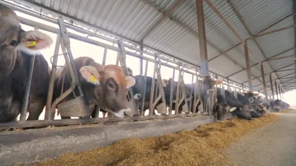 Sok tehén van a pajtában. Sok Brunschwitz tehén van a tehénistállóban. A tehenek szénát esznek a pajtában. Nagy modern tehénistálló braunschwitzi tehenekkel — Stock videók