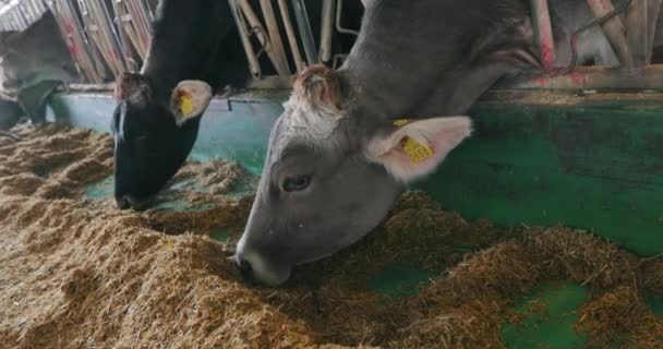 Cows eat hay in the barn. Cow eating hay close-up. Lots of cows in the barn. Lots of Brunschwitz cows in cowshed — Stock Video