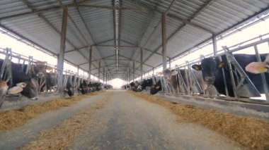 Bir sürü Brunschwitz ineği ahırda. İnekler ahırda saman yerler. Ahırda bir sürü inek var. Braunschwitz inekleriyle dolu büyük, modern bir ahır.