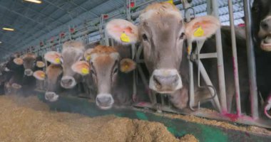 İnekler ahırda saman yerler. Birçok inek saman yer. Braunschwitz inekleri saman yer.