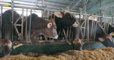 Braunschwitz inekleriyle dolu büyük, modern bir ahır. Ahırda bir sürü inek var. Bir sürü Brunschwitz ineği ahırda. İnekler ahırda saman yer..