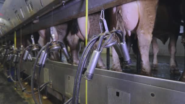 牛の自動搾乳。酪農場で牛を搾乳するプロセス。農場での牛の自動搾乳 — ストック動画