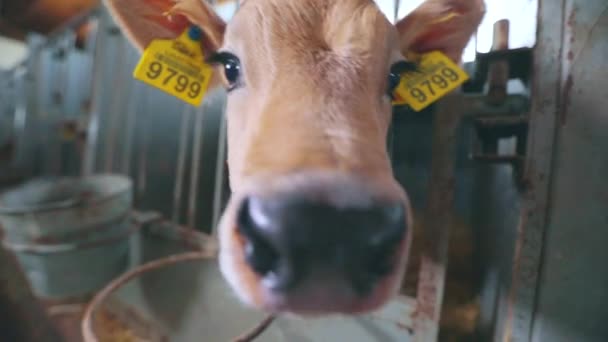 酪農場でかわいい子牛。ブラウンシュヴィッツ牛の子牛。子牛の飼育. — ストック動画