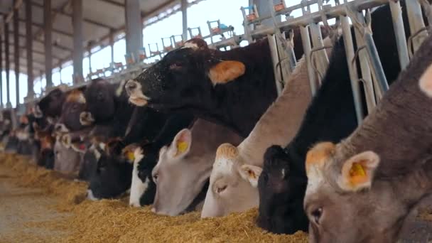 Muchas vacas en el granero. Muchas vacas Brunschwitz en el establo. Las vacas comen heno en el granero. Gran establo moderno con vacas Braunschwitz — Vídeos de Stock