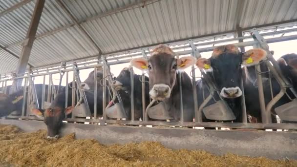 Veel Brunschwitz koeien in een koeienstal. Koeien eten hooi in de schuur. Veel koeien in de schuur. Grote moderne koeienstal met Braunschwitz koeien — Stockvideo