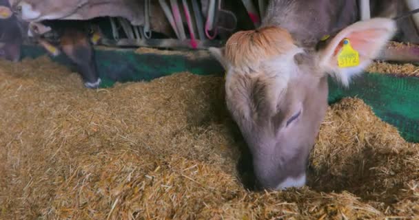 Kor äter hö i ladan. En vacker ko äter hö. Mata kor på gården. Livet på landsbygden. Braunschwitz kor äter hö — Stockvideo
