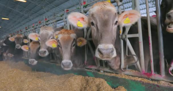 Les vaches mangent du foin dans la grange. Beaucoup de vaches mangent du foin. Les vaches braunschwitz mangent du foin — Video