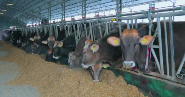 Muchas vacas Brunschwitz en el establo. Las vacas comen heno en el granero. Muchas vacas en el granero. Gran establo moderno con vacas Braunschwitz — Vídeos de Stock