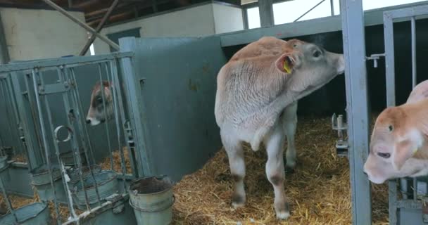 Ternero de vaca Braunschwitz. Hermoso ternero limpio en la granja. Lindos terneros en una granja lechera. Criar terneros. — Vídeos de Stock