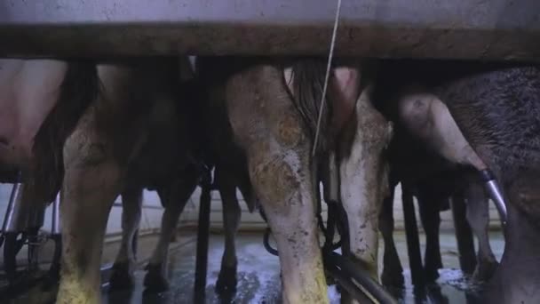 Оборудование для доения коров. Коровий вымя крупным планом. Корова во время доения на заводе крупным планом. Автоматическое доение коровы. — стоковое видео