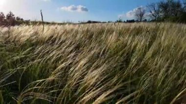 Rüzgardaki ot. Yeşil çimenler rüzgarda sallanıyor. Akşam ışığında rüzgârda çimenler