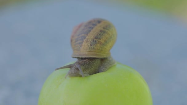 Snigel på ett äpple närbild. En snigel kryper över ett äpple. Snigel på ett grönt äpple. — Stockvideo