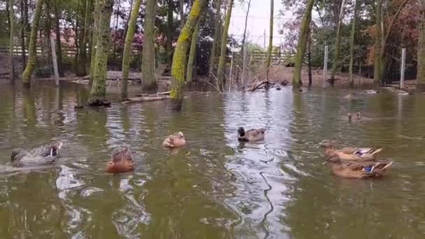 Ducks in the lake. A family of ducks swims in a pond. Ducks in the pond. Ducks swim in a pond in the park — 비디오