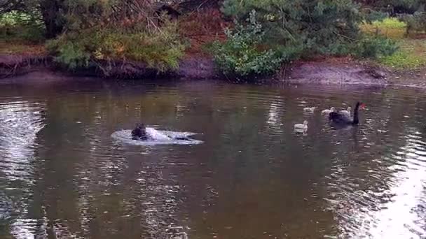 Μαύροι κύκνοι με γκόμενες στη λίμνη. Μαύρα λιοντάρια κολυμπούν στη λίμνη. Μαύροι κύκνοι στη φύση — Αρχείο Βίντεο