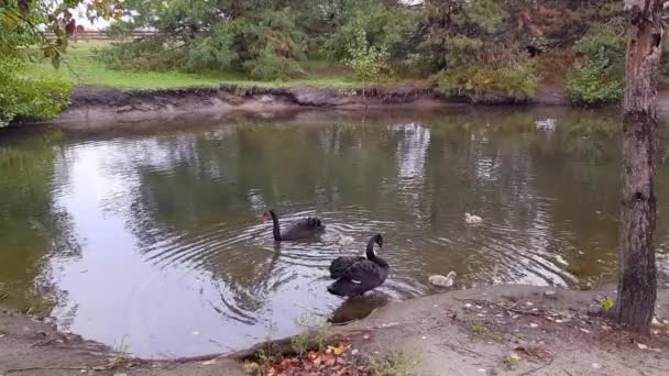 Leões negros estão nadando no lago. Cisnes negros com pintainhos na lagoa. Cisnes negros na natureza — Vídeo de Stock