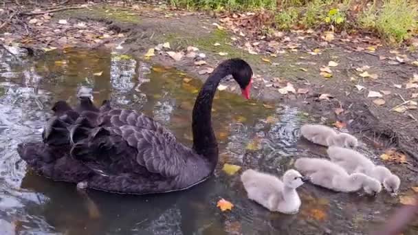 Cisnes negros con polluelos en el estanque. Los leones negros nadan en el lago. Cisnes negros en la naturaleza — Vídeo de stock