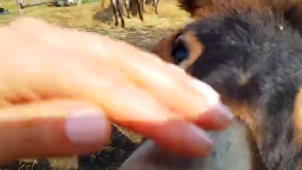 Donkey close-up. The girl strokes the donkey with her hand close-up. Happy donkey on the farm — стоковое видео