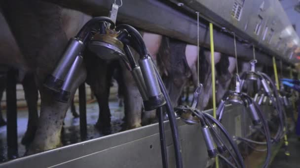 Ordeño automático de vacas. El proceso de ordeño de vacas en una granja lechera. Ordeño automatizado de vacas en una granja — Vídeo de stock