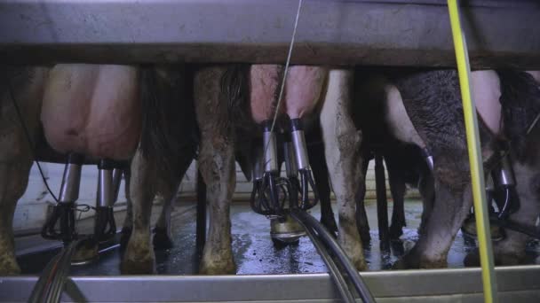 Apparatuur voor het melken van koeien Koeien op een melkveebedrijf. Moderne boerderij. Modern melkveebedrijf. — Stockvideo