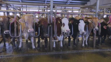 Süt çiftliğinde inek sağma işlemi. Otomatik inek sağma. Çiftlikte otomatik inek sağma