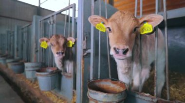 Süt çiftliğindeki şirin buzağılar. Küçük inekler ahırda duruyor. Buzağılar büyütülüyor