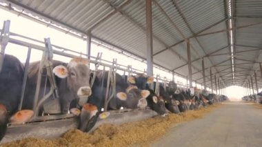 Ahırda bir sürü inek var. Bir sürü Brunschwitz ineği ahırda. İnekler ahırda saman yerler. Braunschwitz inekleriyle dolu büyük, modern bir ahır.