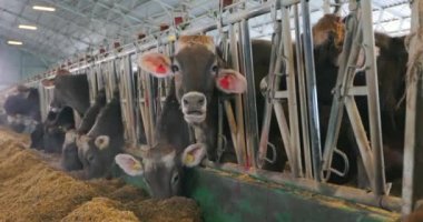 İnekler ahırda saman yerler. Birçok inek saman yer. Braunschwitz inekleri saman yer.