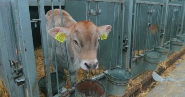 Yakından sevimli bir inek yavrusu. Braunschwitz dana eti. Şirin küçük inek. Yakından..